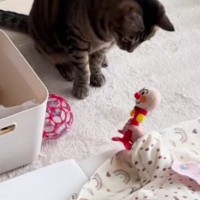 布団の上で寝ている赤ちゃん→近くには『2匹の猫』がいて…微笑ましすぎるやり取りに「優しい世界」「わぁー癒される」と24万再生