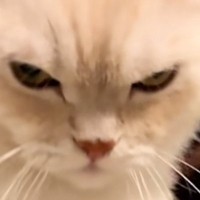 撫でられた場所が気に入らなかった猫→想像以上にブチギレて…笑ってしまう光景が172万再生「明らかに激おこで可愛いｗ」「目つきが凄いｗ」