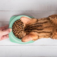愛猫を長生きさせる『キャットフードの選び方』4つ　健康を維持するために確認すべきポイント