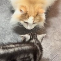 やんちゃな新入り子猫との初めての対面で…先住猫が見せた『優しすぎる対応』が89万再生「おとなの余裕を感じた」「毛がボワっとしてるｗ」