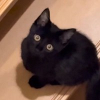 逃げたり隠れたりしていた元野良猫…涙が出るほど尊い『1か月後の光景』が51万再生「なんて可愛いんだろう」「見上げる顔がたまらん」