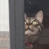 心配そうに窓のほうを見つめる先輩猫→視線の先には『子猫』がいて…驚きの光景が92万再生「一瞬浮いているかと思った」「パントマイムｗ」