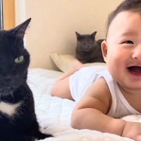 生まれたときからずっと一緒の赤ちゃんと猫…本当の兄弟のように育った『2年間の記録』が116万再生「最高の兄猫」「涙なしには見られない」