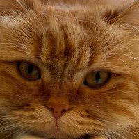 暑い夏、お風呂場をのぞくと『猫』が…あまりにも可愛すぎる『脱力しきった様子』に２万いいね「落ち着くんだね」「モノレールっぽいｗ」
