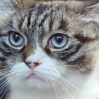 飼い主のお腹の上に乗る猫→体を少し揺らされると…『可愛すぎる反応』に3万3000いいね「演歌上手そうｗ」「不覚にも吹いてしまった」