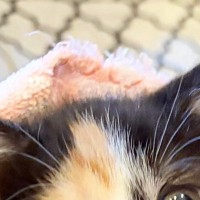 ピンクのタオルにくるまれた子猫→顔を見ると…爪切り直後の『尊すぎる表情』に癒される人が続出「可愛すぎ」「頑張ったね」と１万いいね