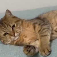 眠そうにしていた猫に『ベッドを占領』されたら…『まさかの光景』に笑ってしまう人が続出「違和感なく使いこなしてるｗ」「まるで人間」