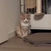 家にきて2日目、まだ納得していない様子だった子猫…4日目に見せた『まさかの光景』が206万再生「声出たｗｗ」「1年後とかかと思ったｗ」