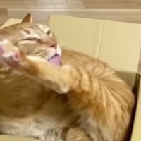 段ボール箱が大好きな猫→涼しそうな『新しいベッド』を用意してみると…翌日の『笑ってしまう展開』に反響「ミッチミッチが好きなんだｗ」