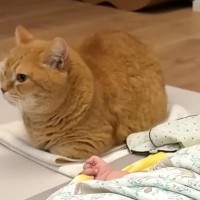 雷が鳴り始めると1階に降りてきた猫→向かった先には、赤ちゃんがいて…尊すぎる光景が16万再生「お兄ちゃんしてるね」「本当に素晴らしい」