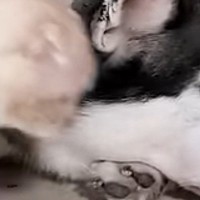 大好きなハスキー犬のもとへ向かった猫…とんでもなく尊い『まさかの行動』が78万再生「キュンキュンする」「ずっと見ていたい」