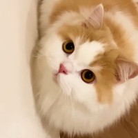 階段ではしゃぐモフモフな猫→上り下りするところを見ていると…可愛すぎる『おしりの動き』が93万再生「けしからん」「なんとも愛おしい」