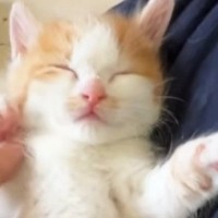 手のひらで熟睡する保護子猫→『招き猫』にしてみたら…されるがままの様子に「幸せな気持ちになった」「なんか涙が出そう」と反響