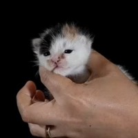生後1日から77日まで、毎日1枚ずつ『猫を撮り続けた』結果…素敵すぎる『成長記録』が103万再生「めっちゃいいアイデア」「感動した」