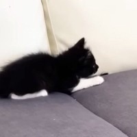 先住猫に近づいたビビリな子猫→見られただけなのに…『まさかのリアクション』に「挙動不審になってて可愛い」「思わず爆笑ｗ」と反響