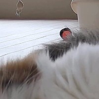 ふと家にある『見守りカメラ』を覗いたら、愛猫が…完全に想定外な『尊すぎる瞬間』に２万いいね「すごいファンサｗ」「帰りたくなっちゃう」