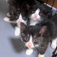家に来たばかりの『5匹の保護子猫』→キッチンペーパーが動いた次の瞬間…まさかの光景が132万再生「つい笑っちゃった」「破壊力がすごい」