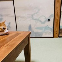 すぐそばでくつろぐ犬と猫、じっと見つめあっていると、次の瞬間…『尊すぎる光景』にほっこりする人が続出「平和な世界」「相打ちかな」
