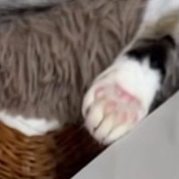 一緒に寝ている2匹の猫を見たら、しっぽが…『とんでもない寝姿』に爆笑する人が続出「うらやましいマフラーｗ」「めちゃくちゃ笑った」