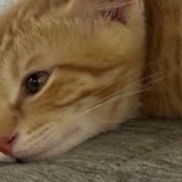 うつ伏せで寝ていた猫→なんとも『独特なフォルム』で…思わず笑ってしまう光景に「バッタすぎるｗｗ」「めっちゃかわいいｗ」と反響