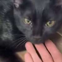 甘えん坊の黒猫→帰宅した飼い主に撫でられると…キュンとくる光景に１万いいね「完全に目がうっとりしてる」「大好きなのが伝わる」