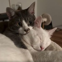 『可愛すぎるバックハグ』ソファでまどろむ兄猫の背中に、妹猫がぴったり「これは…付き合ってますね！」の声も