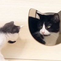 先住猫と仲良くなりたい子猫→何度近づいても拒否されて…思わず応援したくなる光景に反響「ママだと思ってるのかなｗ」「あたって砕けろｗ」