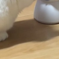 部屋に『見守りカメラ』を置いていたら、猫が…思わず笑ってしまう『可愛すぎる光景』が122万再生「近すぎて笑ったｗ」「圧がすごいｗ」