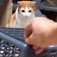 猫の前に買い物かごを用意→少し持ち上げたまま待っていると…『可愛すぎる光景』が31万再生「警戒心ゼロｗ」「ちょろいｗ」と笑う人が続出