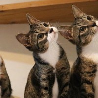 横一列に並んでいた3匹の猫→目の前を何かが横切ると…『可愛すぎる光景』に4万9000いいね「みんな少しずつ違うね」「300点」