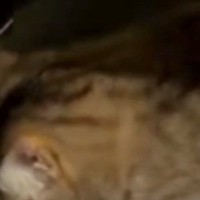 玄関から『シュシュシュ』と謎の物音→恐る恐る様子を見に行くと、猫が…まさかの光景に「穴開いちゃうｗ」「DJ志望猫」と96万表示
