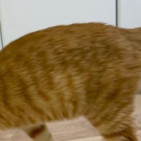 メガネを外して漫画を読んでいると、『猫』が近づいてきて…笑ってしまう光景に１万いいね「本体と理解してる」「かわいいしかないｗ」