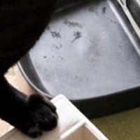 夕方、猫のごはんが入っている機械を見たら…誕生日に起きた『とんでもない光景』に爆笑「すごい頭がいいｗ」「食べ盛りなんだｗ」と18万表示