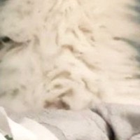 窓際を見ると、ネコが二本足で立っていて…あまりにも『ヒーローのような光景』に爆笑「私に任せて先に行け」「元気玉を作ってるところ」