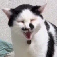 部屋の模様替えをしたら『文句が止まらなくなった猫』…想像以上の光景に笑ってしまうと41万再生「人間味がある」「激おこでかわいいｗ」