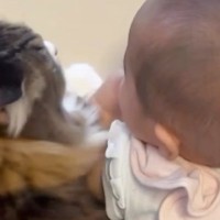 生まれたばかりの赤ちゃんを優しく見守る元野良猫→赤ちゃんが成長していくと…"心温まる光景"に「泣けるうぅ」「猫も子守りするんだ」と反響