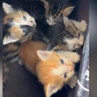 母猫に案内され、草むらに行くと『4匹の子猫』を発見…保護した結果→感動のエピソードと『現在の様子』に「涙が出た」「ドラマみたいな物語」
