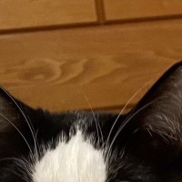 健康診断のため、猫に『明日までごはん抜き』と説明した結果…まさかの表情に10万いいね「絶対ご理解いただけてない顔」「わかりやすい」