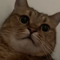 仕事の日の朝、『猫が起こしに来てくれた』と思ったら…なかなか家を出られない様子に「連れていくしかないｗ」「阻止の仕方がかわいいｗ」の声