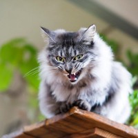 猫があなたに向けて『クレーム』を訴えているサイン3つ　どんな不満を抱えるの？取るべき対処法も解説