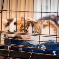 愛猫のために『ケージ』を設置するメリット3つ　活用できるタイミングや注意すべきことまで
