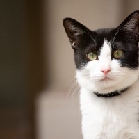 2匹のハチワレ猫が、ロンドンの繁華街に現れた！　それぞれ「セレブ」に昇格して人気者に　英国