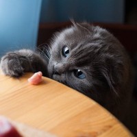 グルメな泥棒猫！　毎日「フード」を持ち帰ってくる愛猫を前に、飼い主さんは被害者を突き止められず困惑中　英国