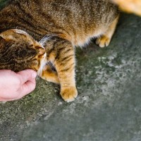 大人気の「病院猫」が突然失踪！　地域ぐるみの捜索が功を奏し、無事発見へ　ニュージーランド