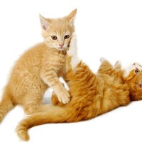 猫好きにとっては常識？『猫に関するネット用語』5選　よく目にする定番ワードの意味をご紹介