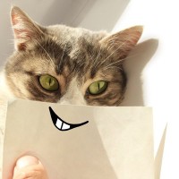 猫から『バカにされている』と感じる瞬間5選　本当に思っているの？考えられる心理も解説