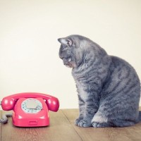 猫を守るために欠かせない『緊急連絡先』4選　役に立つ場面から準備しておきたいことまで