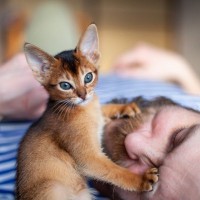 猫が飼い主を『起こしたいとき』に使いがちな方法5選　やめてほしいときに試したい工夫もご紹介
