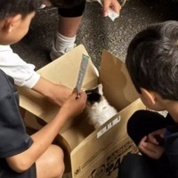 トンネルの中を走る『小さな子猫』を発見…一度帰宅するも、気になって戻った結果→胸が熱くなる展開が23万再生「運命」「出会えてよかった」