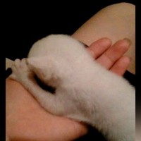 ビルと壁の間に取り残されていた『赤ちゃん猫』…保護から18年後の『現在の様子』に感動の声「なんて素敵な話」「ラッキーな猫ちゃん」
